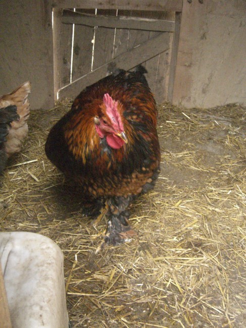 Giacomo